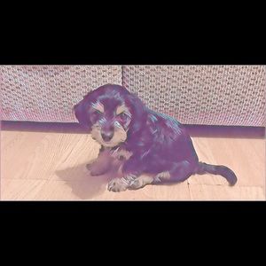 Meet your Posher, Casey